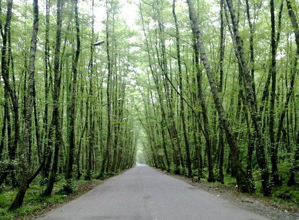 جزئیات هوشمندسازی نهالستان‌ها