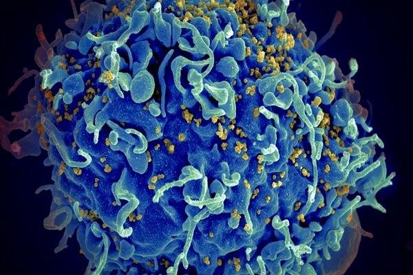 جنگ‌افزار جدید برای مقابله با HIV ساخته شد